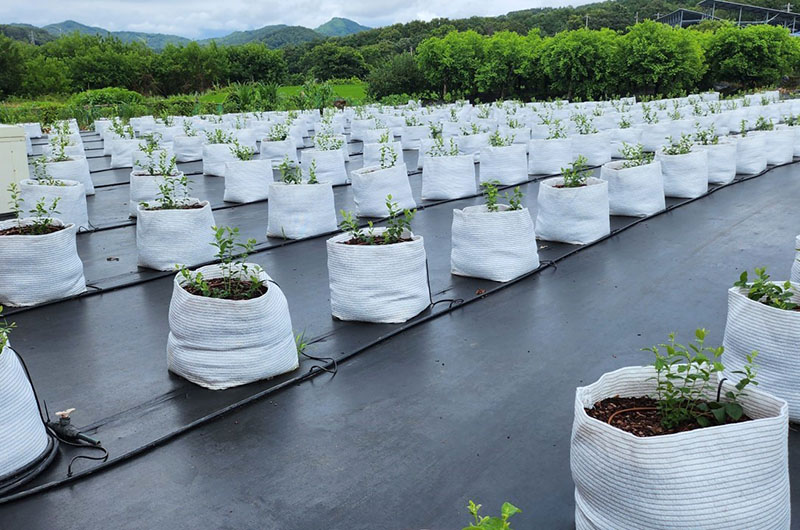 6_익산시_블루베리 특화단지 조성_농가 활력 모색(국내육성 블루베리 신품종 블루가든 식재).jpg