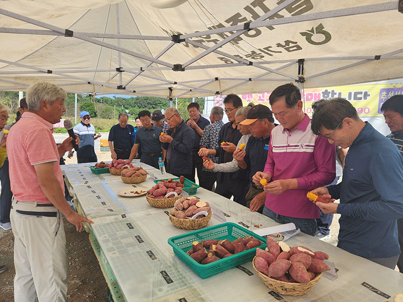익산에서 신품종 고구마 _호풍미_ 평가회 열려 1.jpg