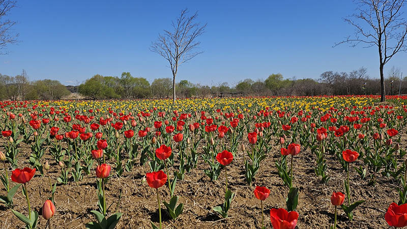 4__튤립 향연__익산 용안생태습지, 봄으로 물든다 (1).JPG